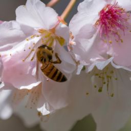 蜂蜜美容護(hù)膚小知識(shí)：揭秘蜂蜜的神奇功效與正確使用方法